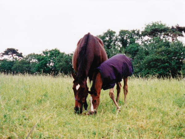 Overclear as a foal