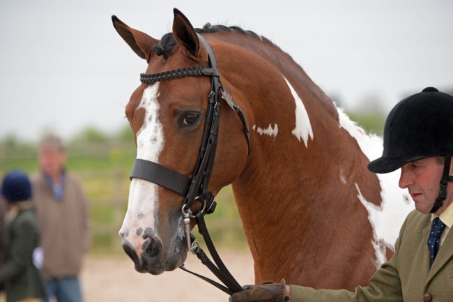 Airborn stallion at stud