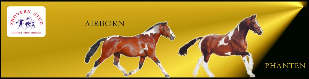 Coloured Stallions from Shovern Stud Coloured Stallions from Shovern Stud