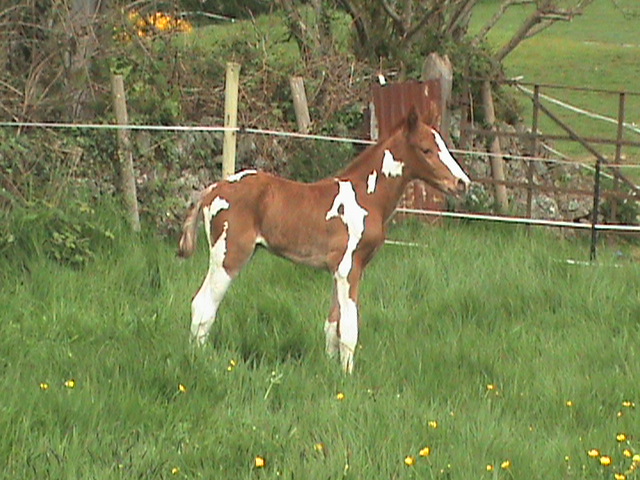 Airborn youngster.