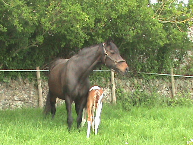 Coloured foal by Airborn.