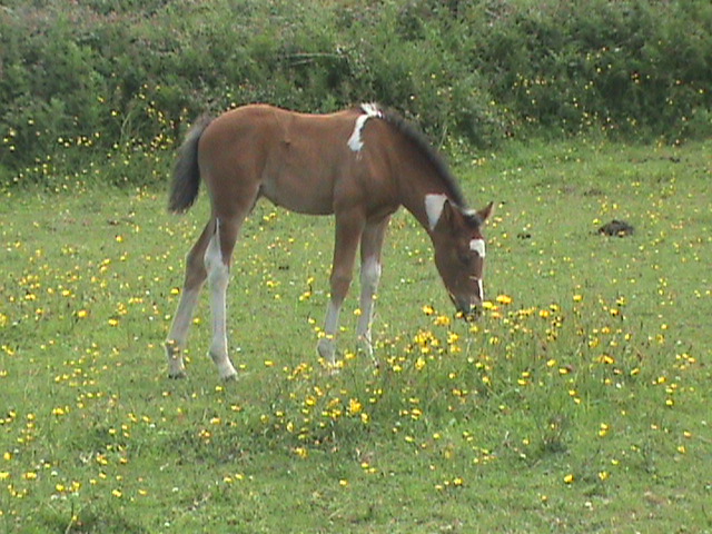 Filly foal by Airborn.