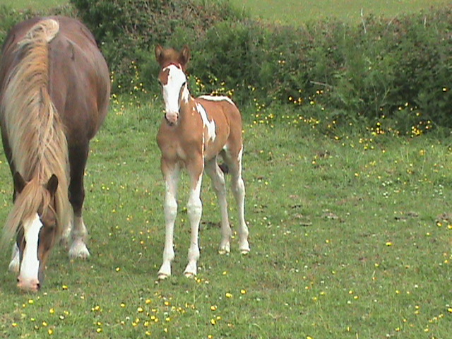 Filly foal by Airborn.