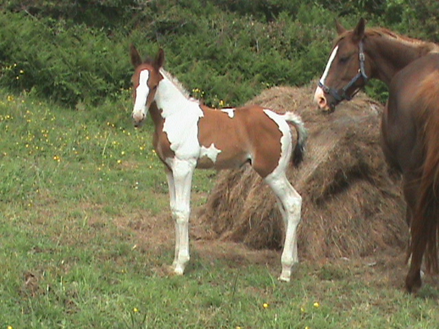 Colt out of Warmblood mare.