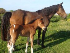 Filly foal out of tb cross mare