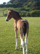 TB cross mare with filly foal