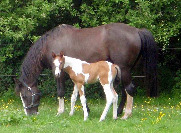 Colt foal 'Bertie' by Airborn.