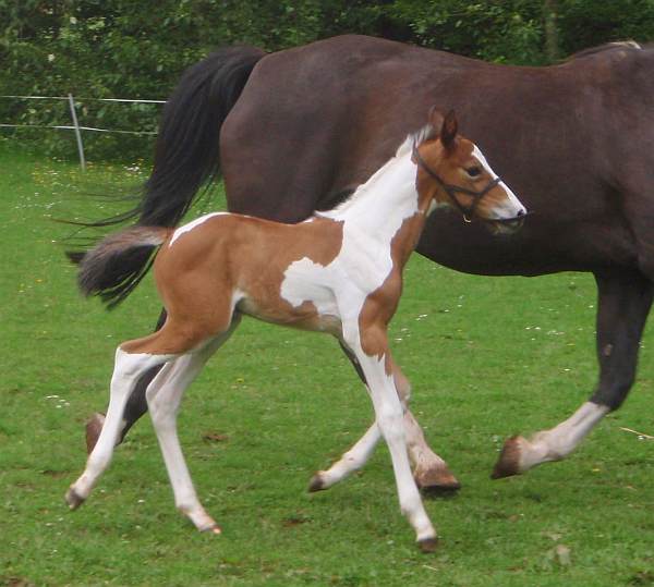 Colt foal 'Bertie' by Airborn.