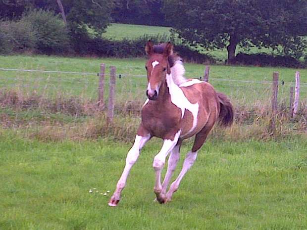 Colt foal 'Joey' by Airborn out of show hunter mare.