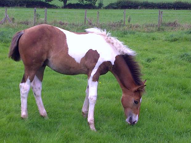 Colt foal 'Joey' by Airborn out of show hunter mare.