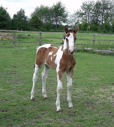 Foal 'Tommy' by Airborn.