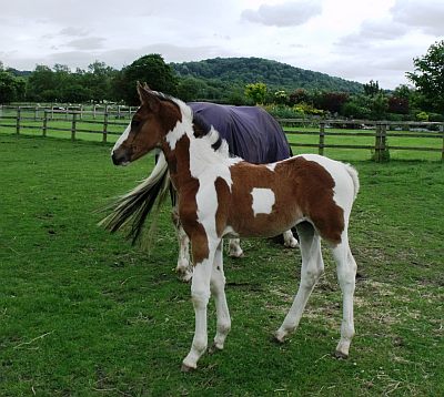 Foal 'Tommy' by Airborn.