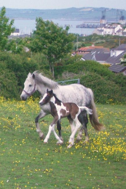 Connemara cross colt.