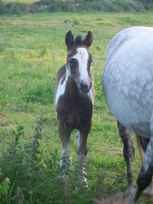 Connemara cross colt.