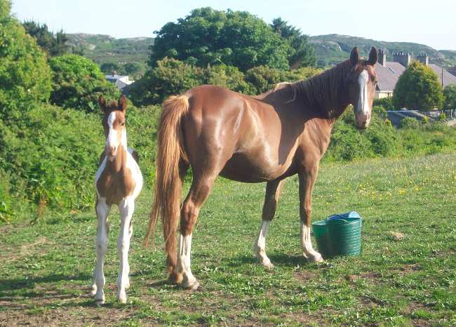 Warmblood x colt.