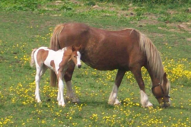 Filly foal by Airborn.