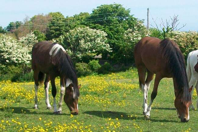 Coloured Yearlings.