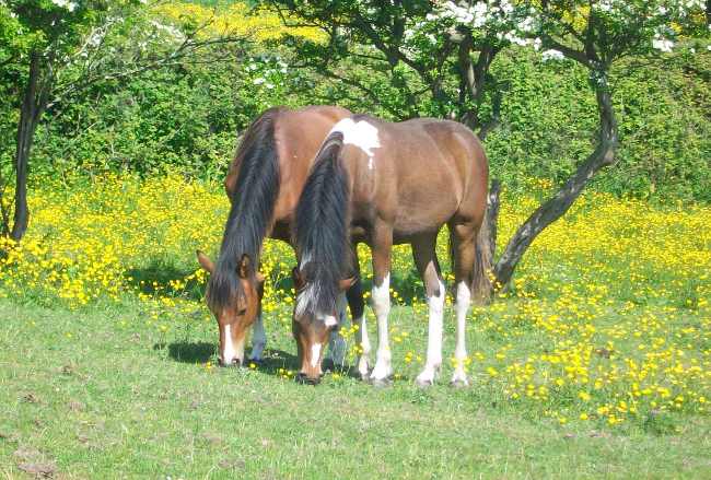 Coloured Yearlings.