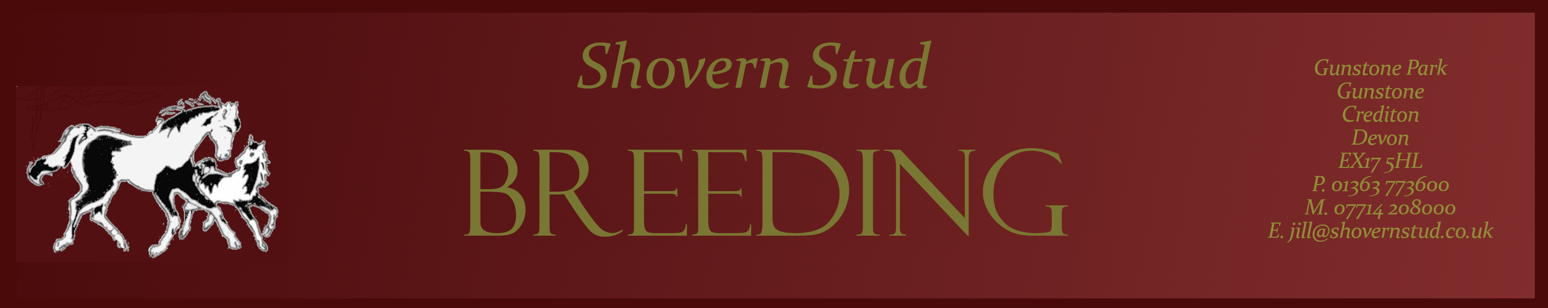 Competition Stallions from Shovern Stud