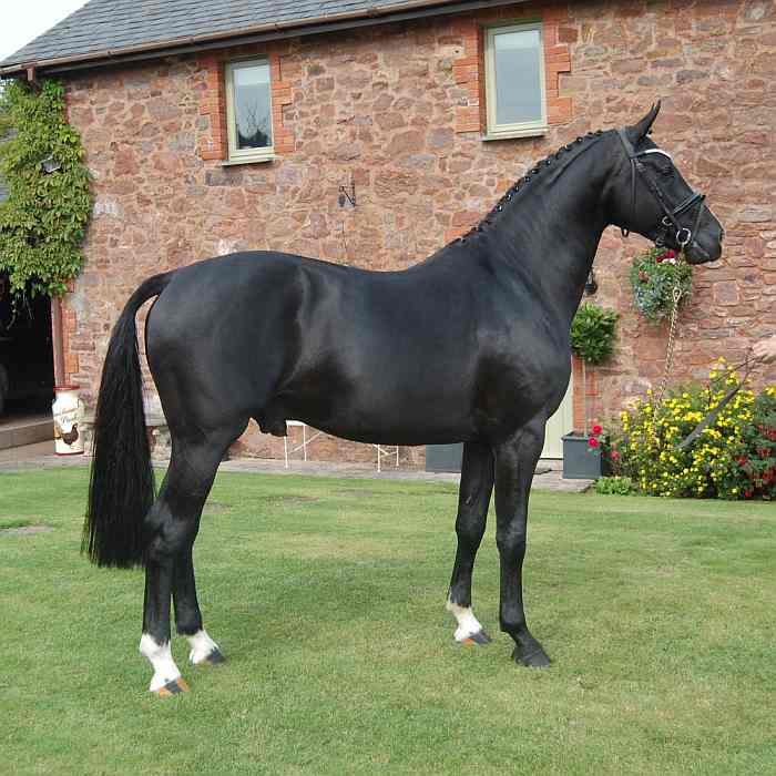 Eros the black stallion at stud