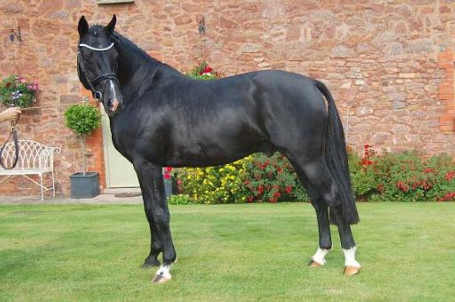 Eros the black stallion at stud