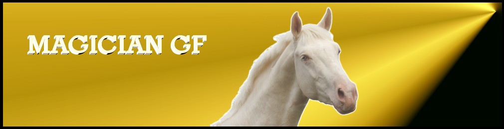 Airborn the Stallion from Shovern Stud