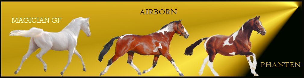 Competition Stallions from Shovern Stud