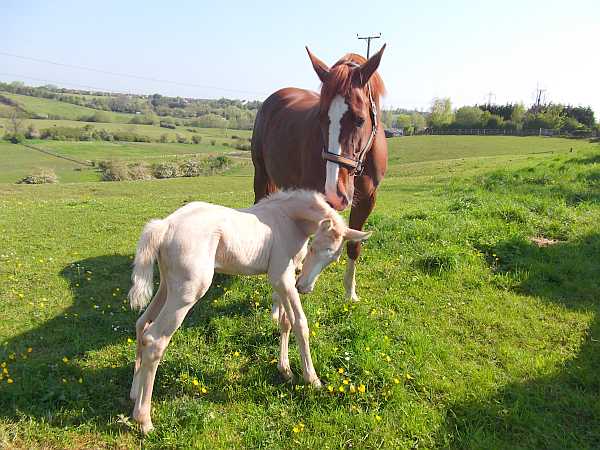 Palomino filly by Magician.