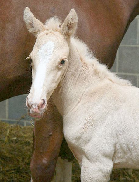 Palomino filly by Magician.
