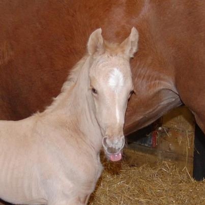 Cremello colt Shovern Houdini.