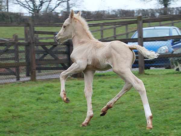 Cremello colt Shovern Houdini.