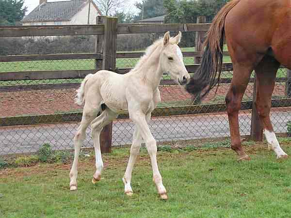 Cremello colt Shovern Houdini.