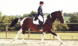 Horse Show Dressage.