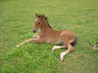 Flute as a foal