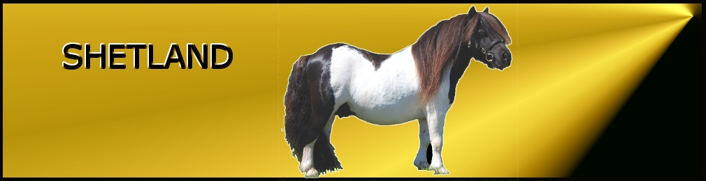 Coloured Stallions from Shovern Stud